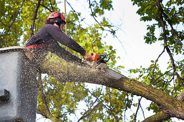 How Our Tree Care Process Works  in  Clinton, WI