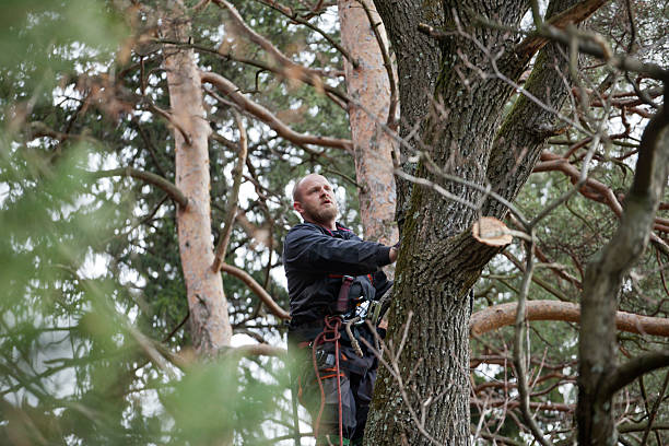 Trusted Clinton, WI Tree Services Experts